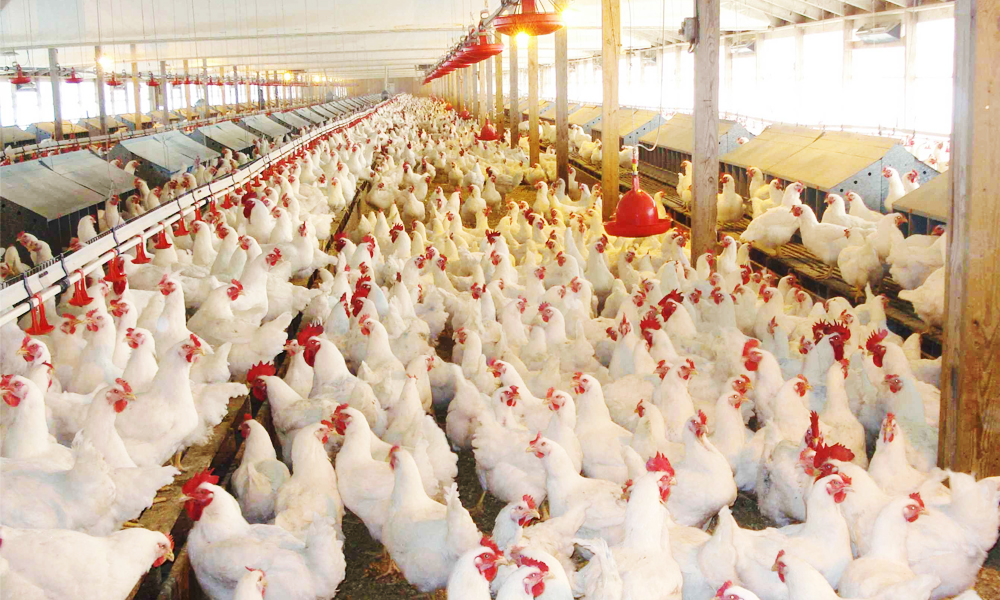 Management system for large-scale chicken farms