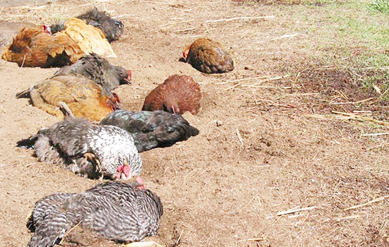 Hens Also Need Heatstroke Prevention 