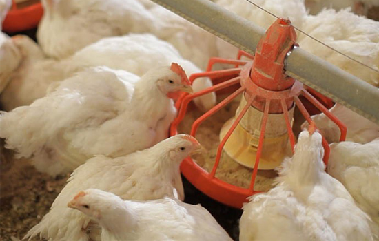 production-advantages-of-using-broiler-cages-to-raise-broilers