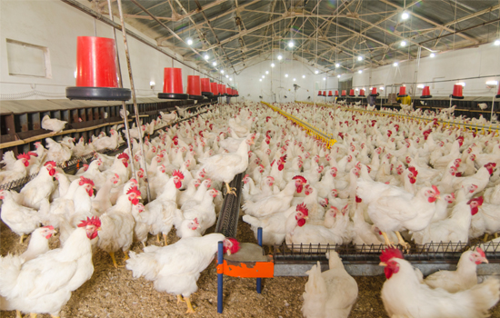 disinfectant spray in poultry